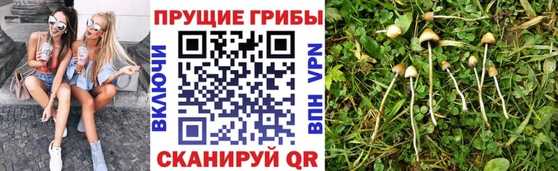 наркотики  Тырныауз  Псилоцибиновые грибы Magic Shrooms 